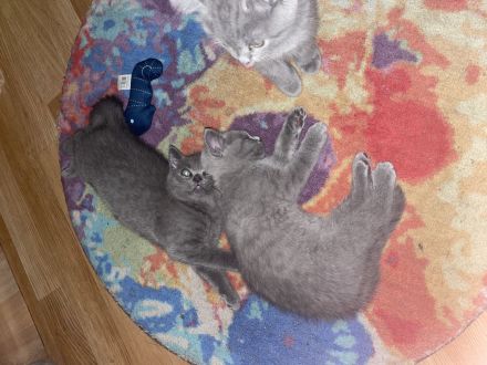 Biete bkh kitten 10 Wochen alt