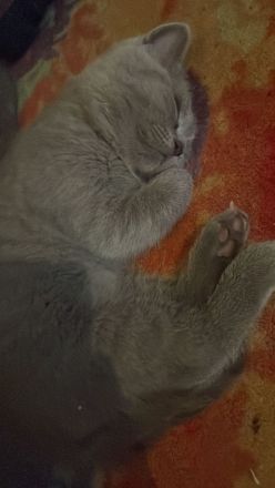 Biete bkh kitten 10 Wochen alt