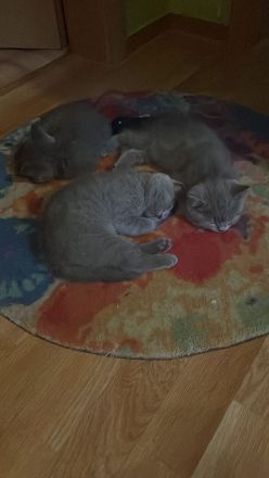 Biete bkh kitten 10 Wochen alt