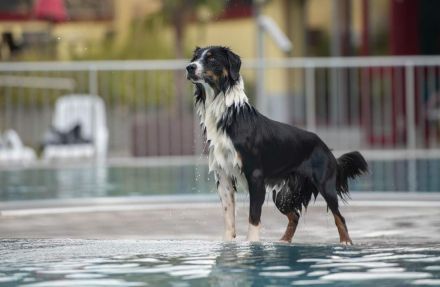 Australien Shepherd Deckrüde