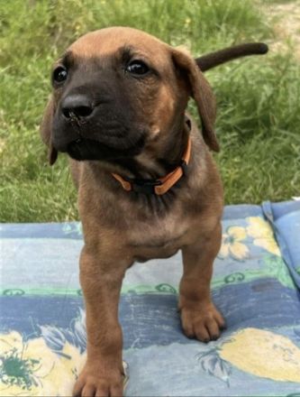 Rhodesian Ridgeback Welpen