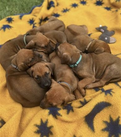 Rhodesian Ridgeback Welpen