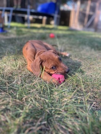 Rhodesian Ridgeback Welpen