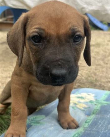 Rhodesian Ridgeback Welpen