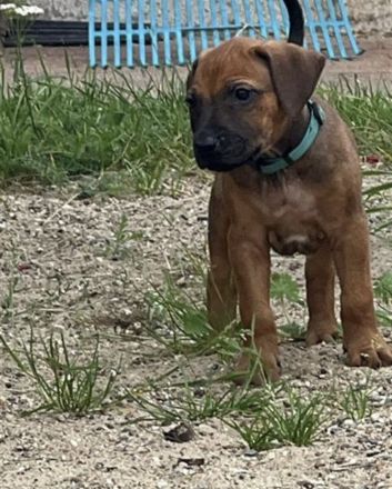 Rhodesian Ridgeback Welpen