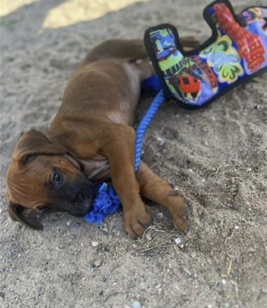 Rhodesian Ridgeback Welpen