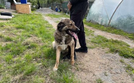 Karli sucht sein Körbchen. Adopt. Don´t shop.