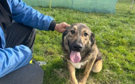 Karli sucht sein Körbchen. Adopt. Don´t shop.