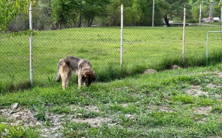 Karli sucht sein Körbchen. Adopt. Don´t shop.
