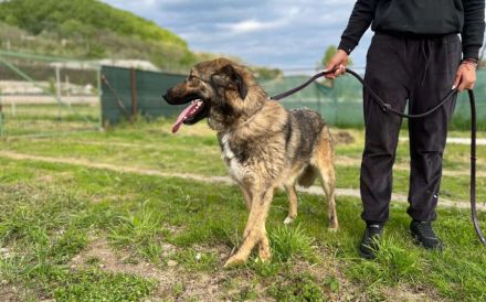 Karli sucht sein Körbchen. Adopt. Don´t shop.