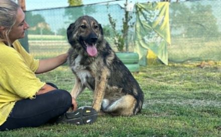 Karli sucht sein Körbchen. Adopt. Don´t shop.