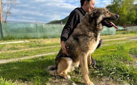 Karli sucht sein Körbchen. Adopt. Don´t shop.