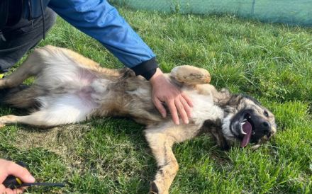 Karli sucht sein Körbchen. Adopt. Don´t shop.