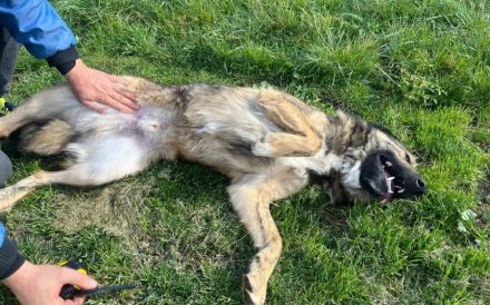 Karli sucht sein Körbchen. Adopt. Don´t shop.