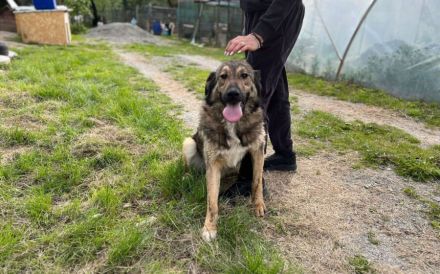 Karli sucht sein Körbchen. Adopt. Don´t shop.