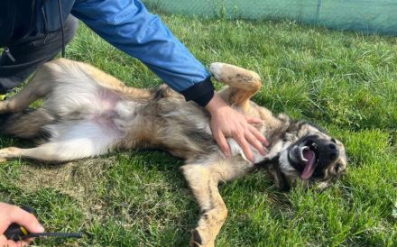 Karli sucht sein Körbchen. Adopt. Don´t shop.
