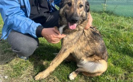 Karli sucht sein Körbchen. Adopt. Don´t shop.