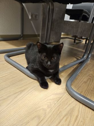 2 Kätzchen zu verkaufen