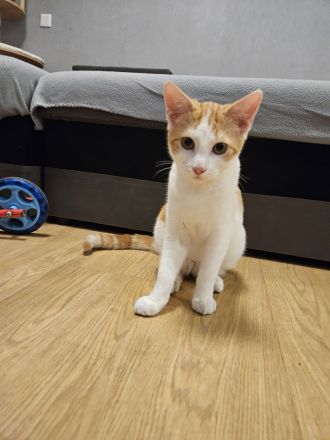 2 Kätzchen zu verkaufen