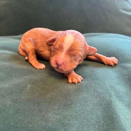 Wir züchten Zwergpudel und Cavapoo!!!