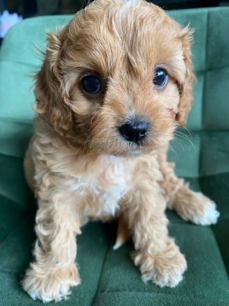 Wir züchten Zwergpudel und Cavapoo!!!