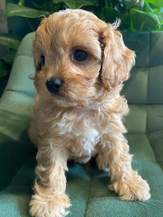 Wir züchten Zwergpudel und Cavapoo!!!