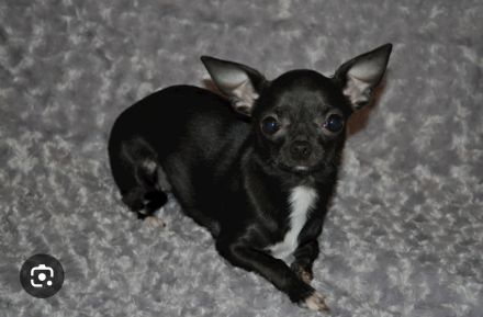 Mini Chihuahua gesucht (ab 12 Monate)
