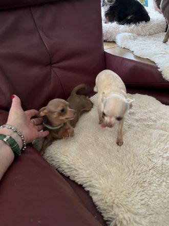 Mini Chihuahua gesucht (ab 12 Monate)