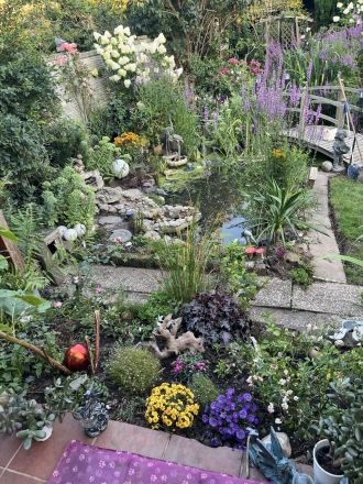 Mini Chihuahua gesucht (ab 12 Monate)