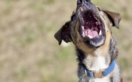 Tiny Tim sucht Zuhause ohne Kinder