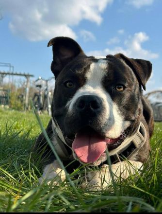 Amerikanische Bulldogge/Stafford Mischling