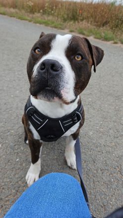 Amerikanische Bulldogge/Stafford Mischling