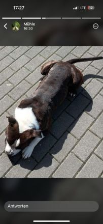 Amerikanische Bulldogge/Stafford Mischling