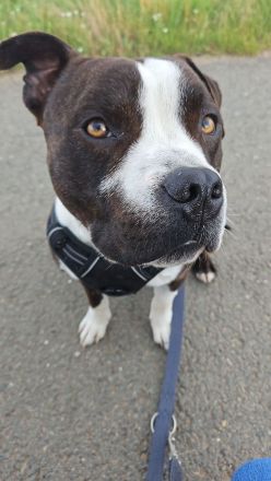 Amerikanische Bulldogge/Stafford Mischling