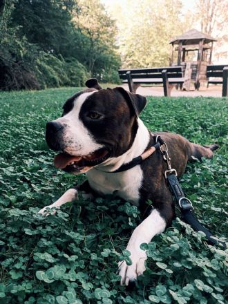 Amerikanische Bulldogge/Stafford Mischling