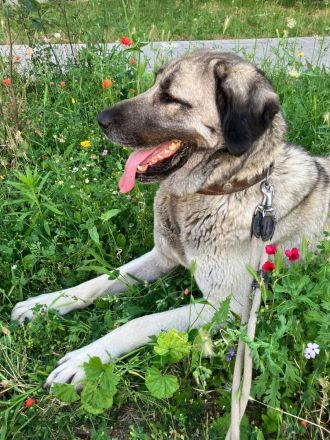 Kangal Hündin abzugeben