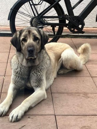 Kangal Hündin abzugeben