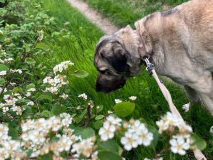 Kangal Hündin abzugeben