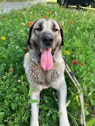 Kangal Hündin abzugeben