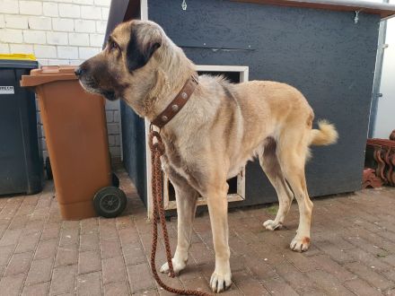Kangal Hündin abzugeben