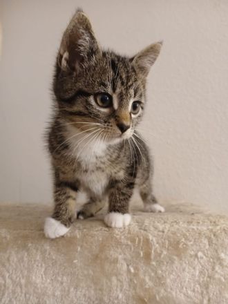 8 wunderschöne kitten