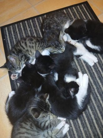 8 wunderschöne kitten