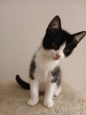 8 wunderschöne kitten