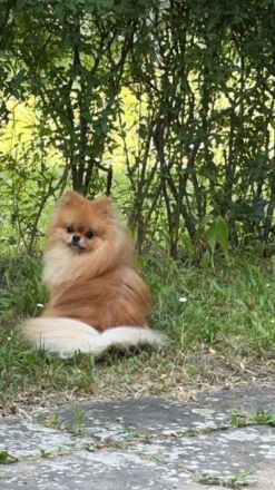 Deckrüde Pomeranian Zwergspitz