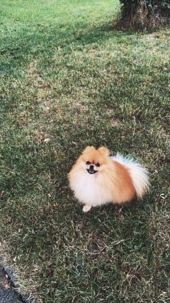 Deckrüde Pomeranian Zwergspitz