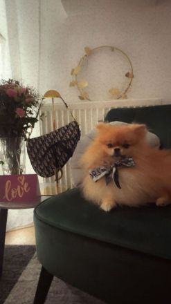 Deckrüde Pomeranian Zwergspitz