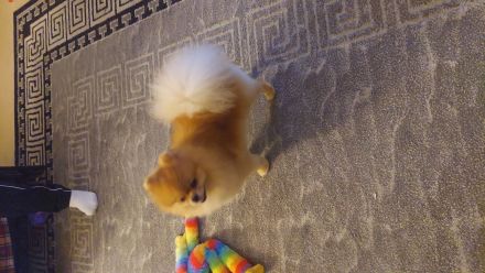 Deckrüde Pomeranian Zwergspitz