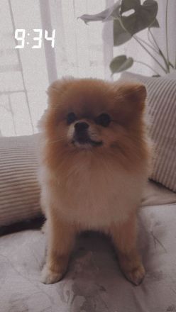 Deckrüde Pomeranian Zwergspitz