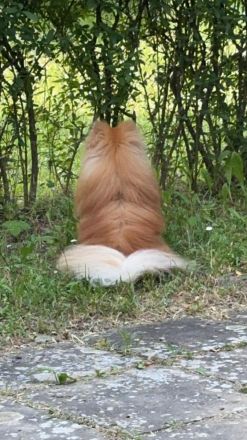 Deckrüde Pomeranian Zwergspitz