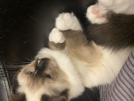 Ragdollkitten